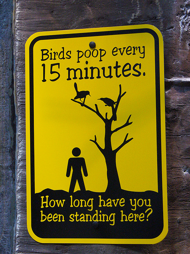 birds-poop.jpg