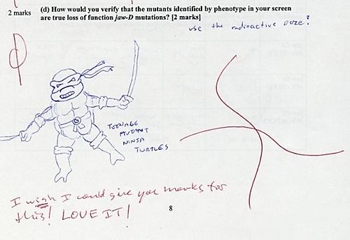 Ninja Turtles Test