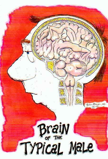 male_brain.JPG