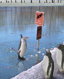 Penguins - no diving notice -funny