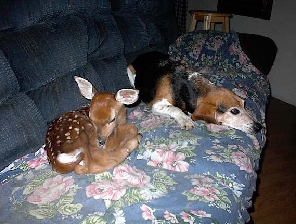 dog and fawn