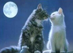 love_cat2