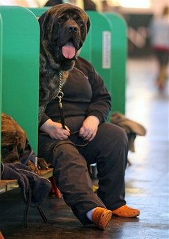 APTOPIX Britain Crufts Dog Show