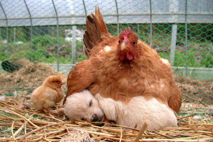 Hen & puppy cutie