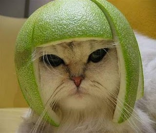 limecat-1