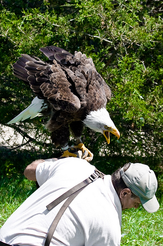 Bald Eagle Bite