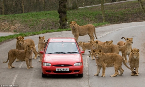 Lions in control