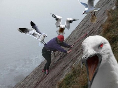 Nature Evil Seagulls