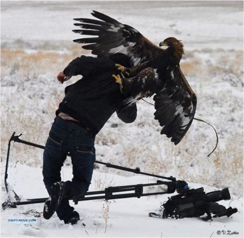 Wild Hawk attack